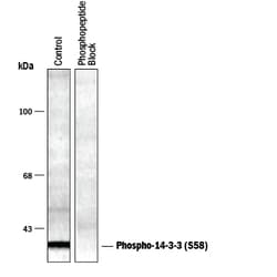 Phospho-14-3-3 (S58) Antibody, R D Systems 100&mu;L; Unlabeled:Antibodies,