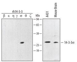 Human/Mouse/Rat 14-3-3 sigma Antibody, R D Systems 100&mu;g; Unlabeled:Antibodies,