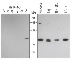 Human/Mouse 14-3-3 zeta Antibody, R D Systems 100&mu;g; Unlabeled:Antibodies,
