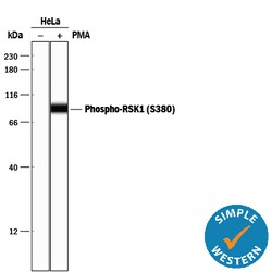 Human/Mouse/Rat Phospho-RSK1 (S380) Antibody, R D Systems 100 ug; Unconjugated:Antibodies,