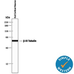 Neuron-specific beta-III Tubulin Antibody, R D Systems 100ug; Unlabeled:Antibodies,