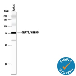 Human GRP78/HSPA5 Antibody, R D Systems 100ug; Unlabeled:Antibodies, Monoclonal