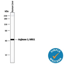 Human Arginase 1/ARG1 Antibody, R D Systems 100ug; Unlabeled:Antibodies,