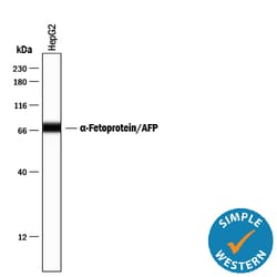 Human/Mouse alpha-Fetoprotein/AFP Antibody, R D Systems 100ug; Unlabeled:Antibodies,