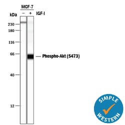 Human/Mouse Phospho-Akt (S473) Pan Specific Antibody, R D Systems 100ug;