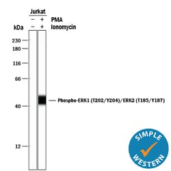 Human/Mouse/Rat Phospho-ERK1 (T202/Y204)/ERK2 (T185/Y187) Antibody, R D