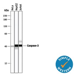 Human/Mouse Caspase-3 Antibody, R D Systems 100&mu;g; Unlabeled:Antikörper
