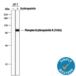 Human Phospho-Erythropoietin R (Y426) Antibody, R D Systems 25&mu;g; Unlabeled:Antibodies,