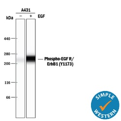 Human Phospho-EGFR (Y1173) Antibody, R D Systems 50 &mu;g | Buy Online | R&D Systems | Fisher Scientific