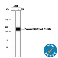 Human Phospho-ErbB2/Her2 (Y1248) Antibody, R D Systems 50&mu;g; Unlabeled:Antibodies,