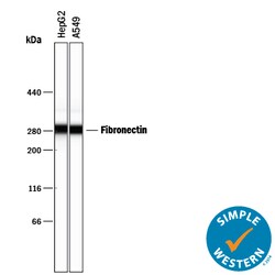 Human Fibronectin Antibody, R D Systems 25&mu;g; Unlabeled:Antibodies,