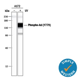 Human Phospho-Axl (Y779) Antibody, R D Systems 25 &mu;g | Buy Online | R&D Systems | Fisher Scientific