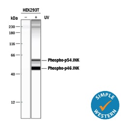 Human/Mouse/Rat Phospho-JNK (T183/Y185) Antibody, R D Systems 25&mu;g;