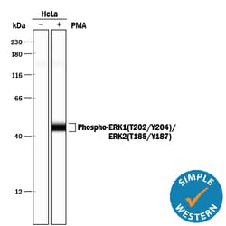 Human/Mouse/Rat Phospho-ERK1(T202/Y204)/ERK2 (T185/Y187) Antibody, R D