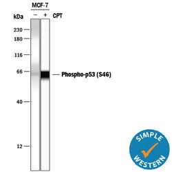 Human Phospho-p53 (S46) Antibody, R D Systems 100&mu;g; Unlabeled:Antibodies,