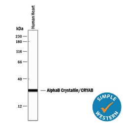 Human/Mouse/Rat AlphaB Crystallin/CRYAB Antibody, R D Systems 25&mu;g;
