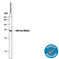 Human HNF-4 alpha/NR2A1 Antibody, R D Systems 100ug; Unlabeled:Antibodies,