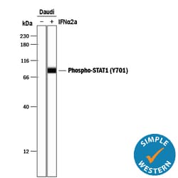 Human/Mouse Phospho-STAT1 (Y701) Antibody, R D Systems 50&mu;g; Unlabeled:Antibodies,