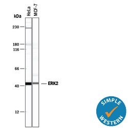 Human/Mouse/Rat ERK2 Antibody, R D Systems 100ug; Unlabeled:Antibodies,