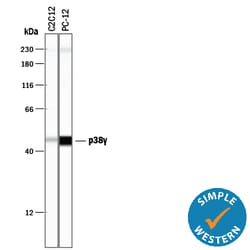 Human/Mouse/Rat p38 gamma Antibody, R D Systems 25&mu;g; Unlabeled:Antibodies,