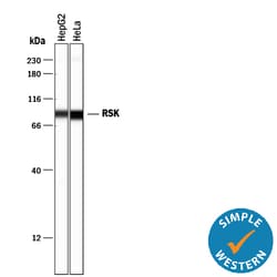 Human/Mouse/Rat RSK Pan Specific Antibody, R D Systems 25&mu;g; Unlabeled:Antibodies,