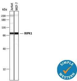 Human/Mouse/Rat RIPK1/RIP1 Antibody, R D Systems 100ug; Unlabeled:Antibodies,