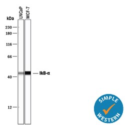 Human IkB-alpha Antibody, R D Systems 25&mu;g; Unlabeled:Antibodies, Monoclonal