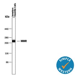 Human MMR/CD206 Antibody, R D Systems 25&mu;g; Unlabeled:Antibodies, Monoclonal