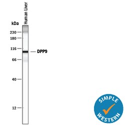 Human DPP9 Antibody, R D Systems 100ug; Unlabeled:Antibodies, Monoclonal