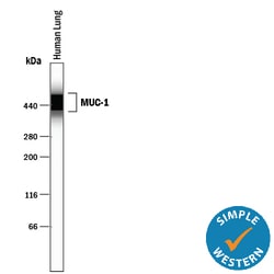Human MUC-1 Antibody, R D Systems 100ug; Unlabeled:Antibodies, Monoclonal