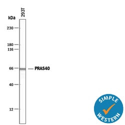 Human PRAS40 Antibody, R D Systems 100 &mu;g | Buy Online | R&D Systems | Fisher Scientific