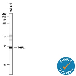Human TGIF1 Antibody, R D Systems 25&mu;g; Unlabeled:Antibodies, Monoclonal
