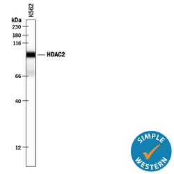 Human/Rat Histone Deacetylase 2/HDAC2 Antibody, R D Systems 100ug; Unlabeled:Antibodies,