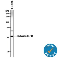 Human Endophilin B1/B2 Antibody, R D Systems 25&mu;g; Unlabeled:Antibodies,
