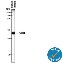Human Tissue alpha-L-Fucosidase/FUCA1 Antibody, R D Systems 100ug; Unlabeled:Antibodies,
