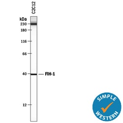 Human/Mouse FIH-1/HIF-1AN Antibody, R D Systems 25&mu;g; Unlabeled:Antibodies,