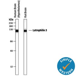 Human/Mouse/Rat Latrophilin 3/LPHN3 Antibody, R D Systems 100ug; Unlabeled:Antibodies,