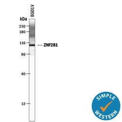 Human ZNF281 Antibody, R D Systems 100ug; Unlabeled:Antibodies, Monoclonal
