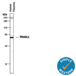 Human TINAGL1 Antibody, R D Systems 25 &mu;g | Buy Online | R&D Systems | Fisher Scientific