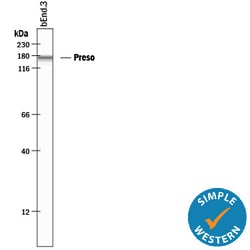 Human/Mouse Preso/FRMPD4 Antibody, R D Systems 25&mu;g; Unlabeled:Antibodies,