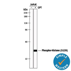 Human Phospho-Histone H2AX (S139) Antibody, R D Systems 25&mu;g; Unlabeled:Antibodies,
