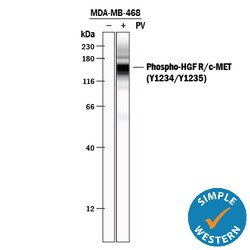 Human/Mouse Phospho-HGFR/c-MET (Y1234/Y1235) Antibody, R D Systems 50 &mu;g | Buy Online | R&D Systems | Fisher Scientific
