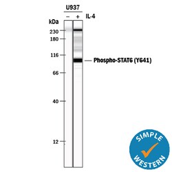 Phospho-STAT6 (Y641) Rabbit anti-Human, Polyclonal, R D Systems 50&mu;g;