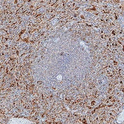 Human 2B4/CD244/SLAMF4 Antibody, R D Systems 25&mu;g; Unlabeled:Antibodies,