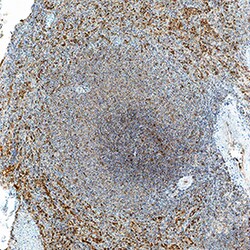 Human 2B4/CD244/SLAMF4 Antibody, R D Systems 25&mu;g; Unlabeled:Antibodies,