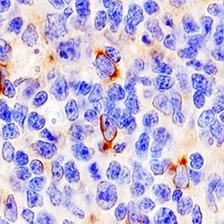 Human 4-1BB/TNFRSF9/CD137 Antibody, R D Systems 100&mu;g; Unlabeled:Antibodies,