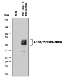 Mouse 4-1BB/TNFRSF9/CD137 Antibody, R D Systems 100&mu;g; Unlabeled:Anticorps,
