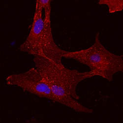 Mouse/Porcine 5'-Nucleotidase/CD73 Antibody, R D Systems 100&mu;g; Unlabeled:Antibodies,