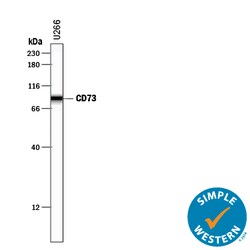 Human 5'-Nucleotidase/CD73 Antibody, R D Systems 100&mu;g; Unlabeled:Antibodies,