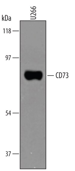 Human 5'-Nucleotidase/CD73 Antibody, R D Systems 100&mu;g; Unlabeled:Antibodies,